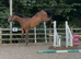 3yo aes gelding