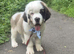 Last male Saint Bernard puppy looking for his forever home