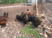Pekin bantam pullets