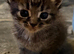 2 Tabby grey kittens girl and boy