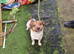 Jack russell stud