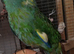 halfsider kakariki finger tame
