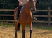 16.3hh tb gelding