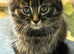 3 lovely kitten , 2 whites and a long hair tabby