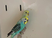 Pair of Budgies