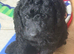 Mixed litter of goldendoodle