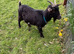 Two Pygmy goats