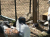 King Pigeons for Sale