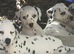 New litter of Dalmatian pups