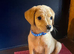 Kc reg fox red labs