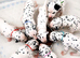Beautiful Dalmatian Puppies for Sale