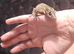 Gargoyle Gecko- 7 months old