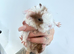 Baby guinea pigs for sale