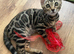 Pure bengal kittens for sale