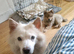 Micro chow...Marvelous mickey
