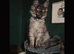 Shadow maine coon