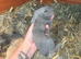 4 x Beautiful Continental Giant × French Lop Babies