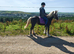 Beautiful Silver Dapple 6yo Mare