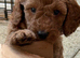 Exceptional F1BB Miniature Labradoodle Puppies – Home Raised