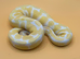 2025 Albino Leopard Poss Het Clown