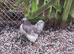 Silkie Cockerel, free to good home.