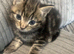 Affectionate kittens