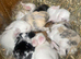 Mini lops ( Est since 2014 )