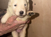 White Swiss shepherd puppies