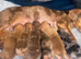 Litter Of 6 Beautiful Miniature Daschunds 4 Left