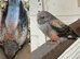 Stunning young pair of bourkes parakeets