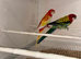 Proven breeding pairs off rosellas re advertised due to time wasters