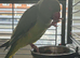Female Indian ring neck