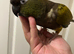 Hand Reared Baby Patagonian Conure