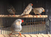 This year mixed Zebra finches