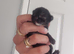 2 black calico girls and 1 black boy domestic short hair