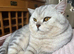 British Shorthair Kittens (ready to go in 1 week)