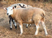 2 very nice young rams available. Dutch spotted and texel cross