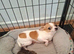 Poochi babies rare chihuahua x toy poodle puppies