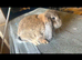 Agouti French Lop Doe