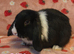 Mini lop Does 9weeks