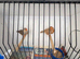 Triple orange zebra finches