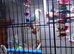 Conura cinmem 4 month old