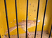 Canaries