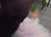 Beautiful kittens