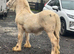 Palomino colt foal to make 14.2:3