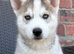 Siberian husky puppies