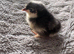Olive Egger day old chicks