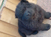 6 Chow Chow Puppies kc registered