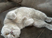 Beautiful 7-Month-Old Scottish Fold Female