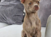 Only 1 male left Smoothcoat Chihuahua for sale